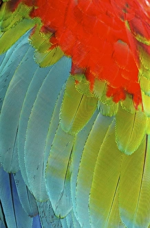 Scarlet Macaw (Ara macao) is a large, colorful macaw Scarlet Macaw (Ara macao) is a large, colorful macaw