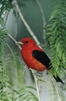 Scarlet Tanager, Piranga olivacea, male on Mesquite tree, South Padre Island, Texas, USA Scarlet Tanager, Piranga olivacea, male on Mesquite tree, South Padre Island, Texas, USA