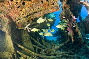 schooling snappers, Wreck of the RMS Rhone, iron-hulled steam sailing vessel, sank schooling snappers, Wreck of the RMS Rhone, iron-hulled steam sailing vessel, sank