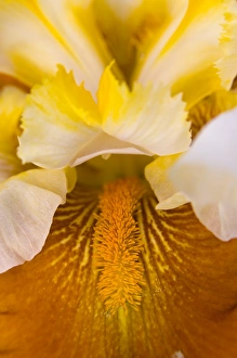 Danita Delimont Photos RF Prints: Schreiners Iris Gardens