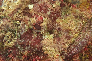 Scorpionfish (Scorpaenopsis oxycephalus) face detail, Banda Sea, Indonesia Scorpionfish (Scorpaenopsis oxycephalus) face detail, Banda Sea, Indonesia