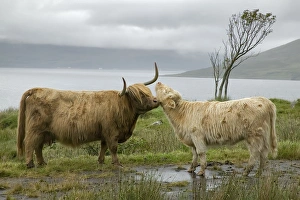 Scotland, Highland cows courting and grooming Scotland, Highland cows courting and grooming