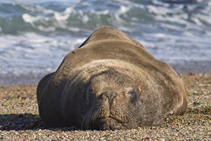 sea lion, Peninsula Valdez, Chubut Province. Unesco World Heritage Site, Patagonia sea lion, Peninsula Valdez, Chubut Province. Unesco World Heritage Site, Patagonia
