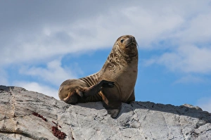Sea lions, Beagle channel, Argentina, South America Sea lions, Beagle channel, Argentina, South America
