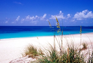 Sea oats, pink sand beach, Eleuthera Island, Bahamas Sea oats, pink sand beach, Eleuthera Island, Bahamas