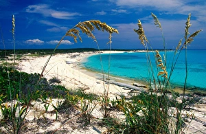 Sea oats on pristine beach, Long Island, Bahamas Sea oats on pristine beach, Long Island, Bahamas
