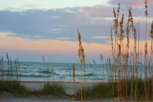 Sea Oats against Sunset Sky, Tybee Island, Georgia, USA Sea Oats against Sunset Sky, Tybee Island, Georgia, USA