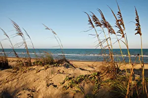 Sea Oats (Uniola paniculata) growing on sand dunes, Gulf of Mexico, South Padre Island Sea Oats (Uniola paniculata) growing on sand dunes, Gulf of Mexico, South Padre Island