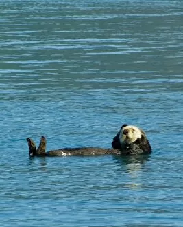 Aialik Collection: Sea otter floating along in the cold waters of Aialik Bay Kenai Fjords National Park Alaska