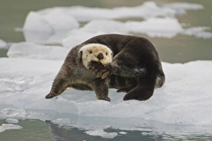 A sea otter rests on a small iceberg and chews on his hind foot near the tidewater A sea otter rests on a small iceberg and chews on his hind foot near the tidewater