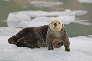 A sea otter rests on a small iceberg near the tidewater face of the Holgate Glacier A sea otter rests on a small iceberg near the tidewater face of the Holgate Glacier