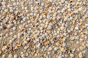 Sea Shells concentrated on beach. Mexico, Yucatan Peninsula, Quintana Roo, Holbox Island Sea Shells concentrated on beach. Mexico, Yucatan Peninsula, Quintana Roo, Holbox Island