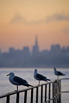 Seagulls and a backdrop of San Francisco Skyline, California at dawn Seagulls and a backdrop of San Francisco Skyline, California at dawn