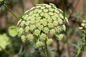 The seed head of a female carrot plant in Canyon County, Idaho The seed head of a female carrot plant in Canyon County, Idaho