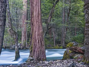 Sequoias and Merced River, Yosemite National Park, California, USA Sequoias and Merced River, Yosemite National Park, California, USA
