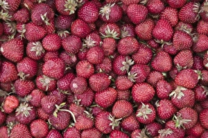 SERBIA, Vojvodina Region, Krusedol Selo. Fruska Gora Hill Region- Strawberries SERBIA, Vojvodina Region, Krusedol Selo. Fruska Gora Hill Region- Strawberries