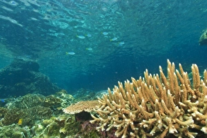 Shallow healthy Hard Coral Reef, Blue-gold Fusiliers (Caesio teres Shallow healthy Hard Coral Reef, Blue-gold Fusiliers (Caesio teres