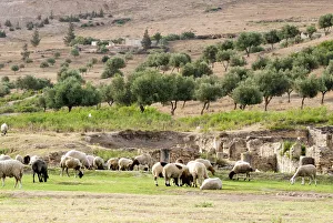 Sheep in front of Temple of Apollo, Roman ruins of Bulla Regia, Tunisia, North Africa Sheep in front of Temple of Apollo, Roman ruins of Bulla Regia, Tunisia, North Africa