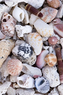 Beach Shells Prints: Shells on the beach