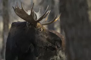 Alces Alces Shirasi Collection: Shiras bull moose