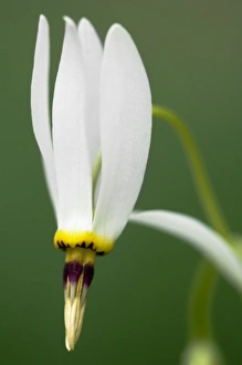 Shooting Star (Dodecatheon meadia), Primrose Family (Primulaceae), Indian Rockhouse Trail Shooting Star (Dodecatheon meadia), Primrose Family (Primulaceae), Indian Rockhouse Trail