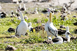 Short-tailed Albatross (Phoebastria albatrus) decoys Short-tailed Albatross (Phoebastria albatrus) decoys