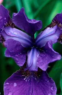 Siberian Iris, Iris sibrica, Butchart Gardens, British Columbia, Canada Siberian Iris, Iris sibrica, Butchart Gardens, British Columbia, Canada