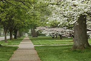 Sidewalk and flowering dogwood trees in spring, Audubon Park neighborhood, Louisville Sidewalk and flowering dogwood trees in spring, Audubon Park neighborhood, Louisville