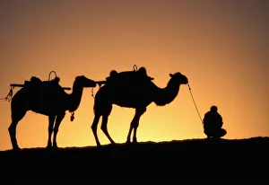 Dunhuang Desert Camel Caravan Print
