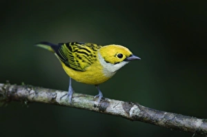 Silver-throated Tanager, Tangara icterocephala, adult perched, Central Valley, Costa Rica Silver-throated Tanager, Tangara icterocephala, adult perched, Central Valley, Costa Rica
