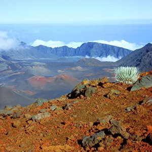 Silversword on Haleakala Crater Rim from near Visitor center Silversword on Haleakala Crater Rim from near Visitor center