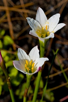 Simpsons Zephyrlily, Zephyranthes simpsonii, of the Amaryllis family, is unique Simpsons Zephyrlily, Zephyranthes simpsonii, of the Amaryllis family, is unique