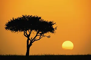 Morning Light In Africa Prints: Single Acacia tree
