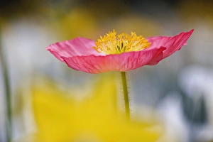 Single poppy flower in garden, Magnolia Plantation, Charleston, South Carolina Single poppy flower in garden, Magnolia Plantation, Charleston, South Carolina