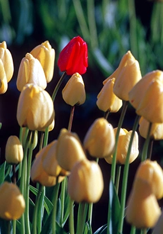 A single red tulip stands out in a group of yellow tulips; Skagit county, Washington A single red tulip stands out in a group of yellow tulips; Skagit county, Washington