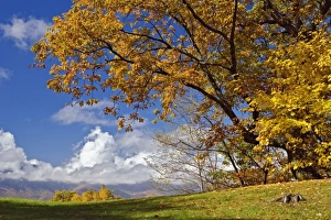 Single tree and distant southern Appalachian Mountains in fall, North Carolina Single tree and distant southern Appalachian Mountains in fall, North Carolina