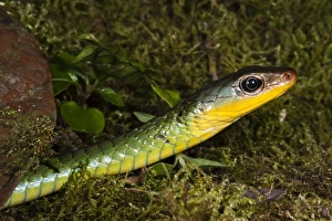 Sipo Snake (Chironius exoletus) captive, Mindo Cloud Forest, Ecuador Sipo Snake (Chironius exoletus) captive, Mindo Cloud Forest, Ecuador