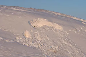site where a polar bear, Ursus maritimus, was digging for a denning spot, 1002 coastal site where a polar bear, Ursus maritimus, was digging for a denning spot, 1002 coastal