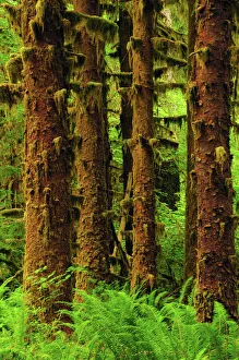 Sitka Spruce and Sword Ferns, Hoh Rain Forest, Olympic National Park, Washington, USA Sitka Spruce and Sword Ferns, Hoh Rain Forest, Olympic National Park, Washington, USA