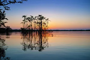 Amazon Rainforest Prints: Situated right on the equator in the Amazon rainforest