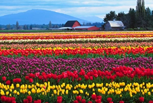 The Skagit Valley of Washington is noted for its tulips. There is a story, perhaps apocryphal The Skagit Valley of Washington is noted for its tulips. There is a story, perhaps apocryphal
