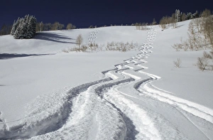 Ski tracks in Big Cottonwood Canyon, Wasatch-Cache National Forest, Utah Ski tracks in Big Cottonwood Canyon, Wasatch-Cache National Forest, Utah