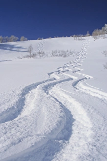 Ski Tracks in Silver Fork, Big Cottonwood, Uinta Wasatch Cache National Forest, Utah Ski Tracks in Silver Fork, Big Cottonwood, Uinta Wasatch Cache National Forest, Utah