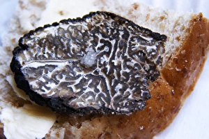 A slice of fresh Perigor truffles on a pice of bread with a drop of oil Truffiere de la A slice of fresh Perigor truffles on a pice of bread with a drop of oil Truffiere de la
