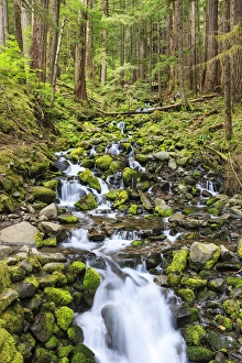 Small creek with waterfall. Olympic National Park, Washington, US Small creek with waterfall. Olympic National Park, Washington, US