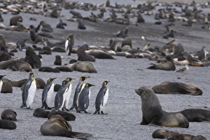 A small group of king penguins stand surrounded by thousands of Antarctic fur seals A small group of king penguins stand surrounded by thousands of Antarctic fur seals