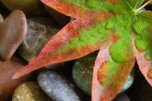 Smooth rocks and fall-colored maple leaf. Credit as: Don Paulson / Jaynes Gallery / DanitaDelimont Smooth rocks and fall-colored maple leaf. Credit as: Don Paulson / Jaynes Gallery / DanitaDelimont