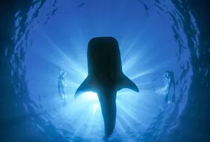 Snorkeler and Whale Shark(Rhincodon typus), worlds largest fish, Ningaloo Marine Park Snorkeler and Whale Shark(Rhincodon typus), worlds largest fish, Ningaloo Marine Park