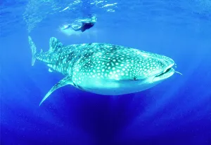 Snorkeler and Whale Shark(Rhincodon typus), worlds largest fish, Ningaloo Marine Park Snorkeler and Whale Shark(Rhincodon typus), worlds largest fish, Ningaloo Marine Park