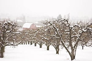 Snow covered Apple Trees and Barn near Hood River, Oregon, USA (RF) Snow covered Apple Trees and Barn near Hood River, Oregon, USA (RF)